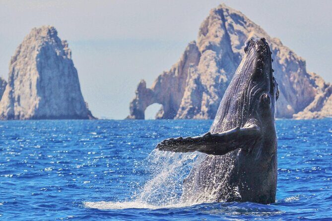 Humpback Whale Watching and Cabo San Lucas Arch Tour - An Honest Look at the Tour Itinerary