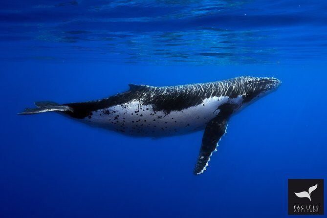 Humpback whale watching and marine life in Moorea - An Extensive Look at the Moorea Whale Watching Tour