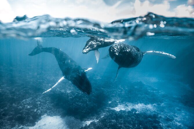 Humpback whale watching and marine life in Moorea - Weather and Conditions