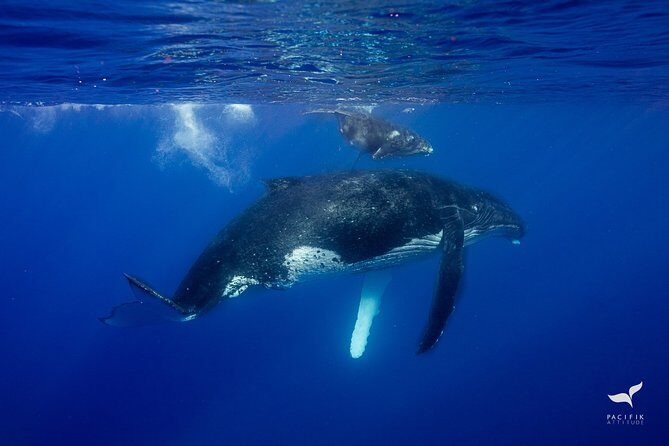 Humpback whale watching and marine life in Moorea - The Overall Experience: Authenticity and Education