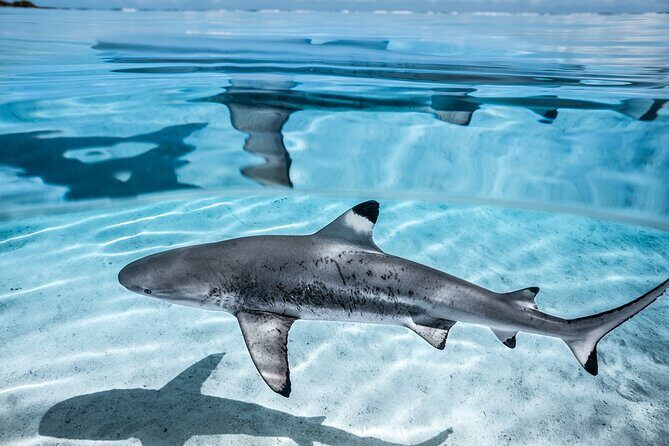 Humpback whale watching and marine life in Moorea - Price and Value Analysis