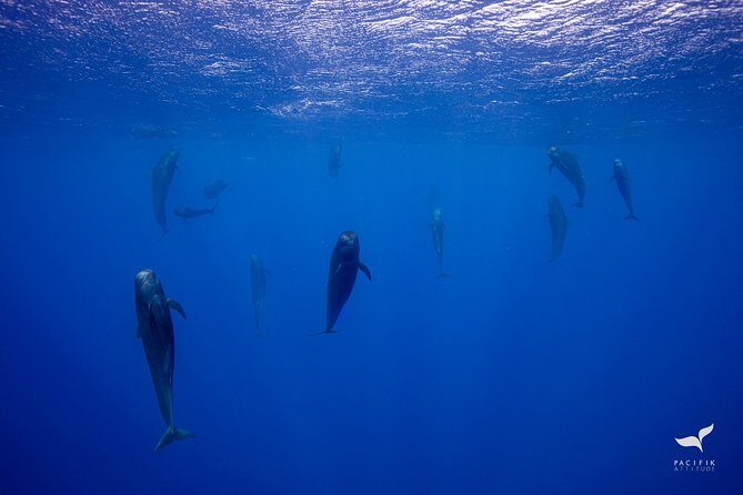 Humpback whale watching and marine life in Moorea - Who Will Love This Tour?