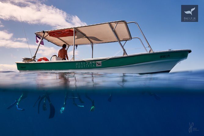 Humpback whale watching and marine life in Moorea - The Sum Up: Is It Worth It?
