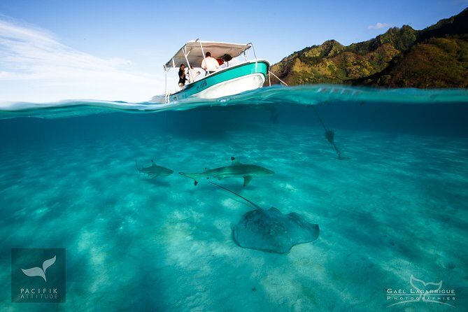Humpback whale watching and marine life in Moorea - FAQ