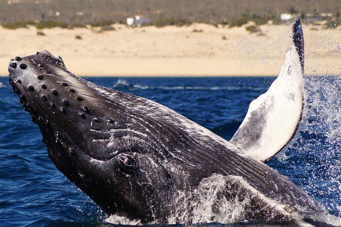Humpback Whales in Cabo San Lucas - Final Thoughts: Who Is This Tour Best For?