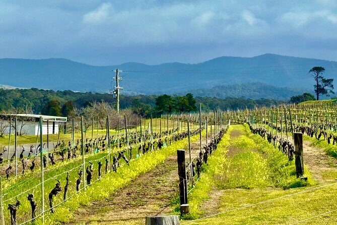 Hunter Valley Escape A Day of Wine Art and Aussie Countryside - An Overview of the Hunter Valley Escape Tour