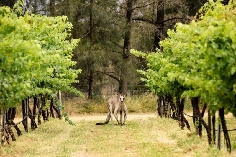 Hunter Valley: McCaffrey's Estate Wine Tasting Experience - The Experience’s Strengths and Possible Limitations