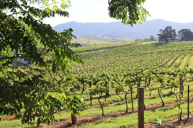 Hunter Valley Premium Tastings with Lunch - An In-Depth Look at the Hunter Valley Premium Wine Tour