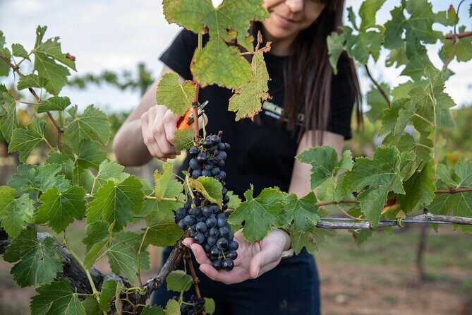 Hunter Valley Premium Tastings with Lunch - Who Would Enjoy This Tour?