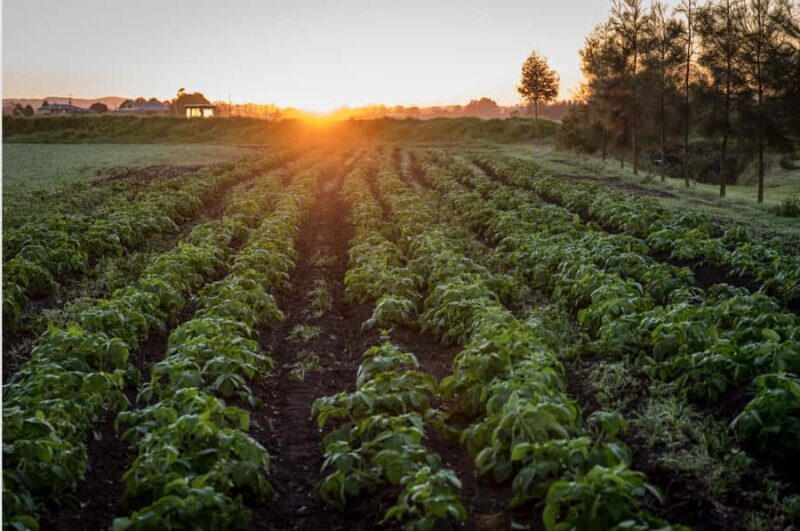 Hunter Valley: Private Day Tour from Sydney with Your Crew! - Key Points