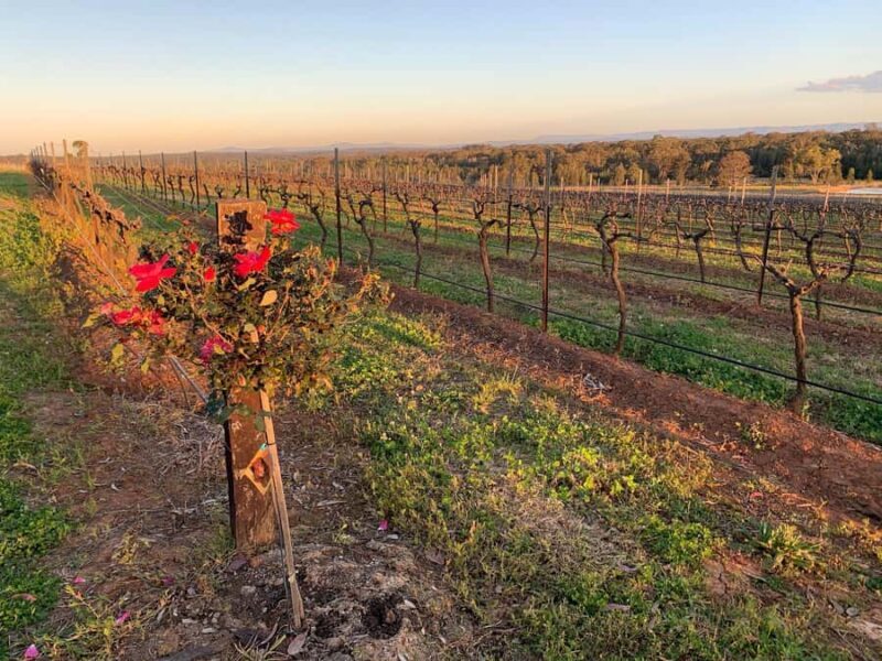 Hunter Valley: Private Day Tour from Sydney with Your Crew! - An Honest Look at the Hunter Valley Private Tour