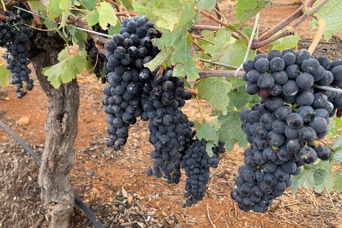 Hunter Valley Private Tour - FAQ