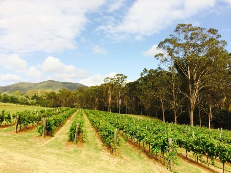 Hunter Valley: Tulloch Wines Mystery Wine & Cheese Tasting - What to Expect from the Tulloch Wines Mystery Tasting