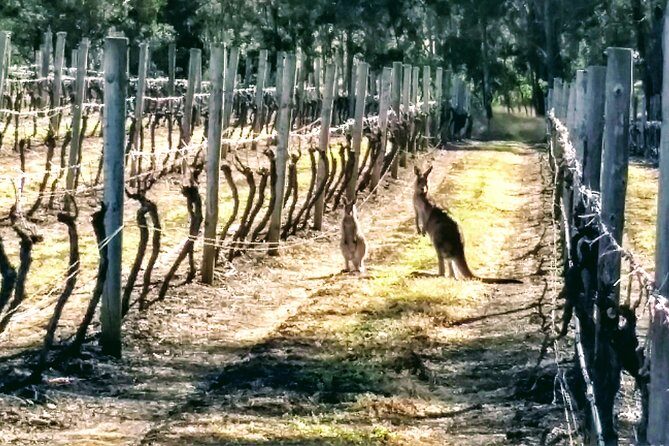 Hunter Valley wine and cheese starting from the Hunter region - A Closer Look: The Itinerary