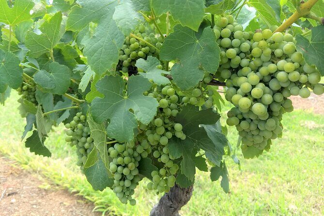 Hunter Valley wine and cheese starting from the Hunter region - Transportation, Duration, and Practicalities