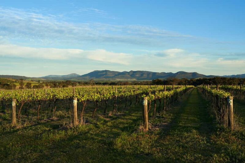Hunter Valley Wine & Cheese Tasting Tour from Sydney - An Authentic Peek into Hunter Valley’s Charm