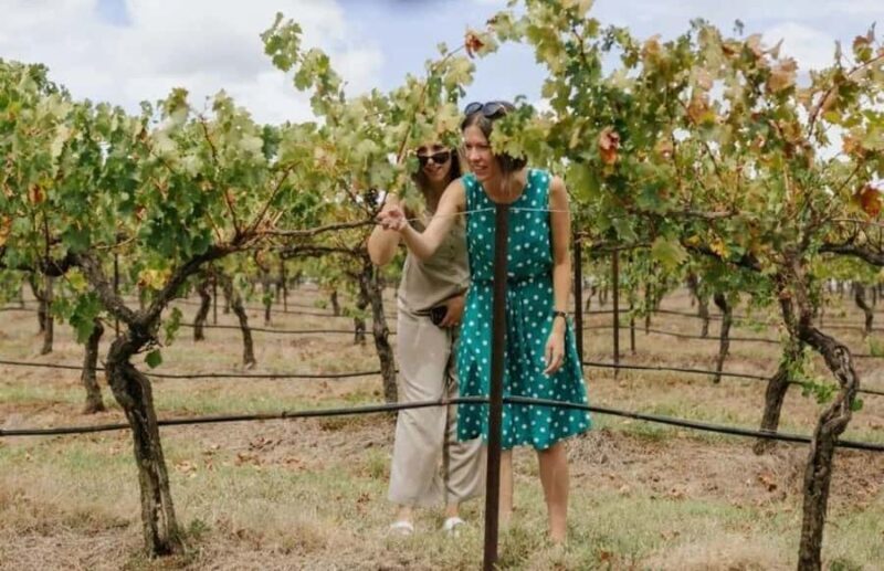 Hunter Valley: Wine, Food, and Behind the Scenes Day Tour - A Closer Look at the Hunter Valley Experience