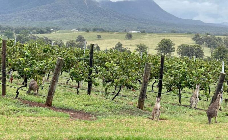 Hunter Valley Wine Tasting | Private Day Tour | From Sydney - Why This Tour Is a Great Pick