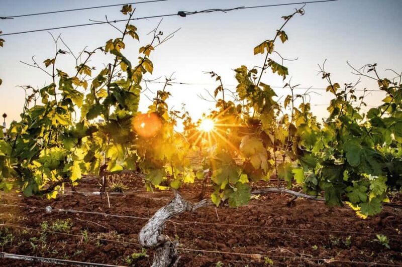 Hunter Valley: Wine Tour with 3 Tastings and Garden Lunch - Practical Details & Tips