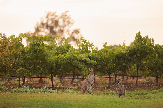 Hunter Valley Winery - Premium Tasting for Private Tours - The Itinerary: A Full Day of Tastings and Tastes