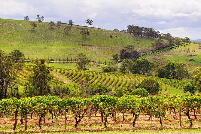 Hunter Valley Winery - Premium Tasting for Private Tours - Final Thoughts: Is This Tour Worth It?