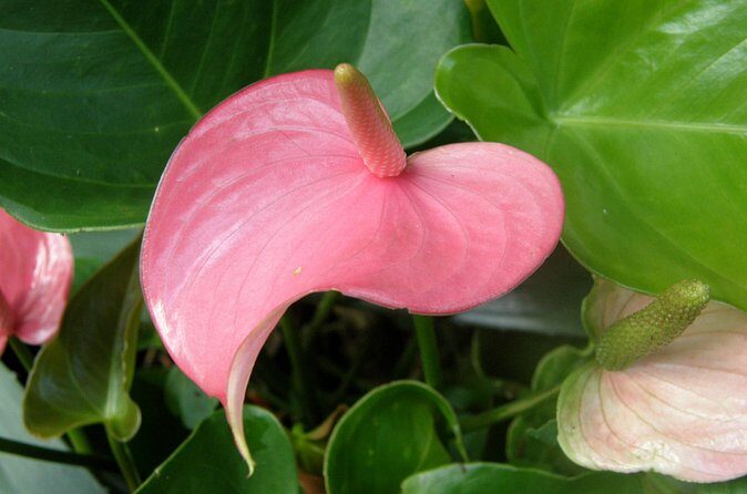 Hunte's Garden and St Nicholas Abbey small group Barbados tour - Who Is This Tour Best For?