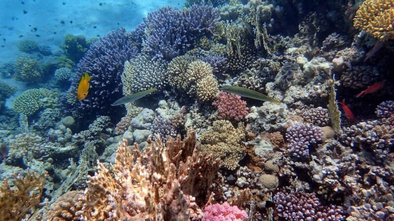 Hurghada: 1 day DIVING Refrechment, Check Dives and Dolphins - What You Can Expect on This Dive Day in Hurghada