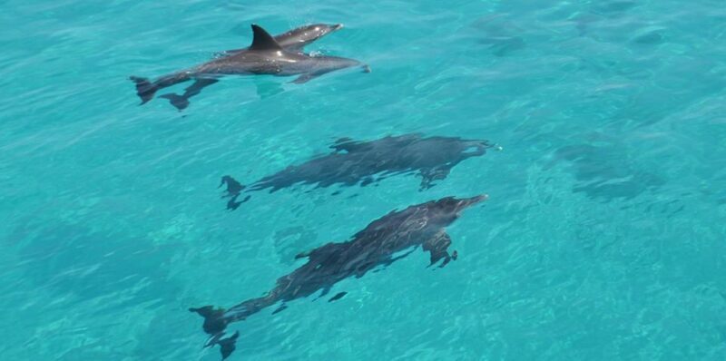 Hurghada: 4 Days Tour Horse, Camel, Spa, ATV, Jeep & Dolphin - The Full Picture: What This Tour Offers