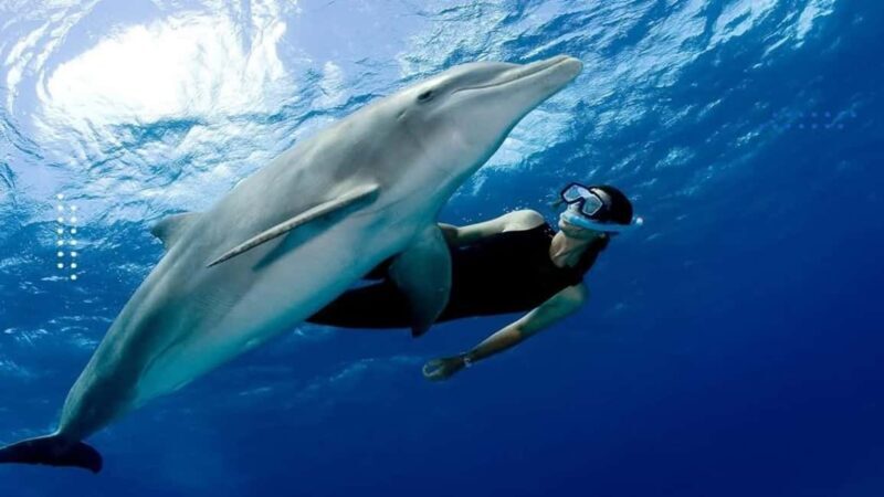 Hurghada: All-Inclusive Elite VIP Dolphin House & Massage - Key Points