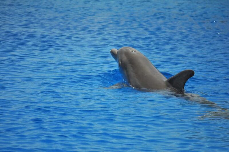 Hurghada: All-Inclusive Elite VIP Dolphin House & Massage - An In-Depth Look at the Experience