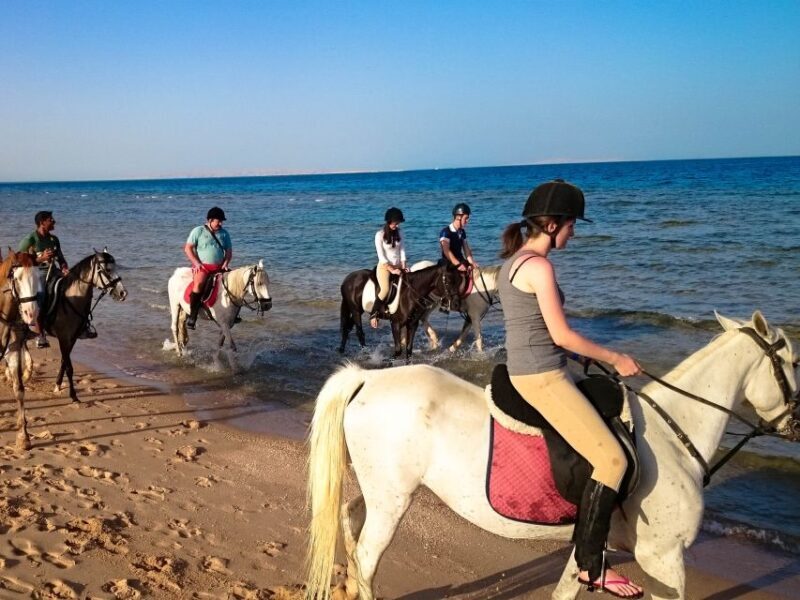 Hurghada: Arabian Desert and Sea Horseback Adventure - Transportation, Pricing, and Booking