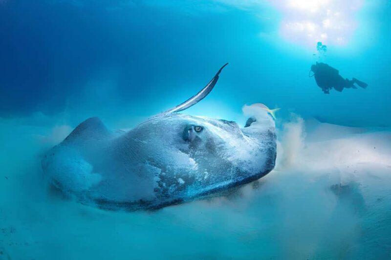 Hurghada: Beginners Scuba Diving Full-Day Boat Trip & Lunch - Who Should Consider This Tour?