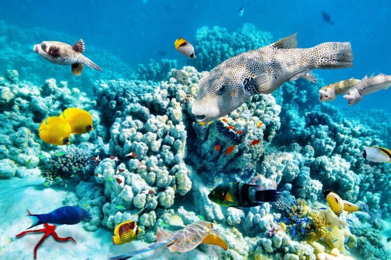 Hurghada: Beginners Scuba Diving Full-Day Boat Trip & Lunch - Final Thoughts