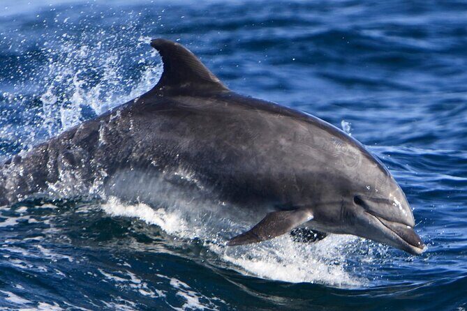 Hurghada Boat Trip to See Dolphins With Snorkeling and Lunch - Price and Value Analysis