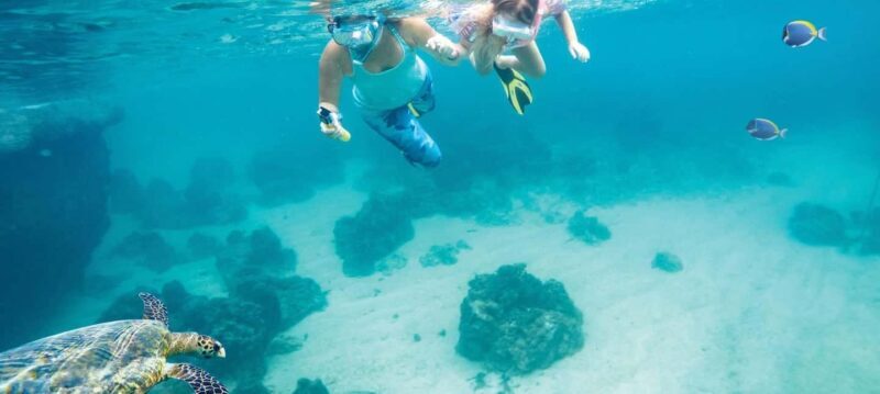 Hurghada: Day Snorkeling with Dolphins - Key Points