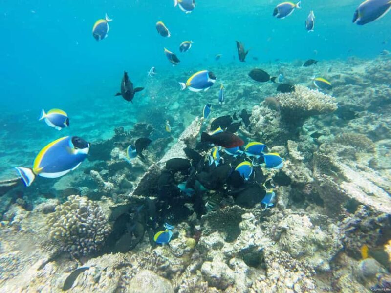 Hurghada: Day Snorkeling with Dolphins - Introduction: A Snorkeler’s Dream in Hurghada