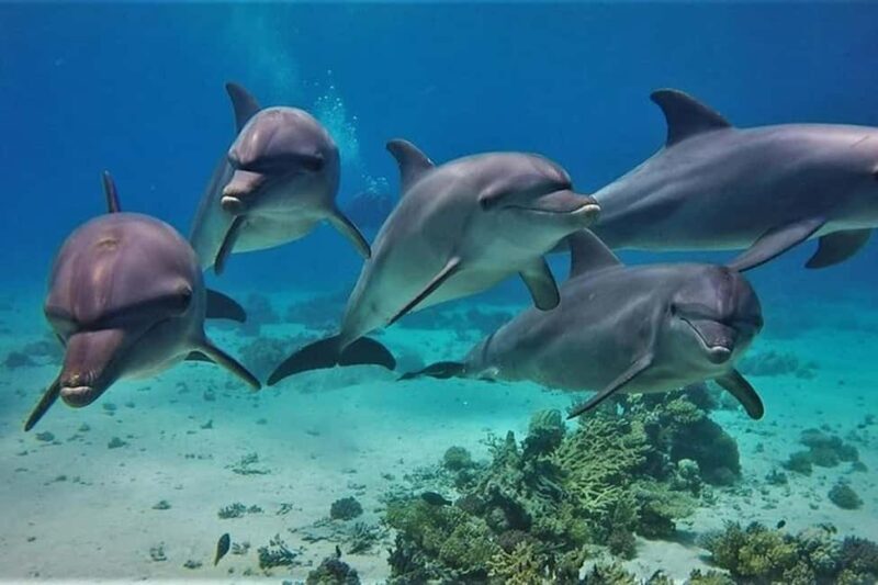 Hurghada: Dolphin & Coral Reef Snorkeling Tour with Lunch - Key Points