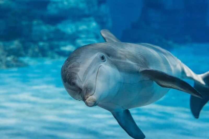 Hurghada: Dolphin & Coral Reef Snorkeling Tour with Lunch - What Do Travelers Say?