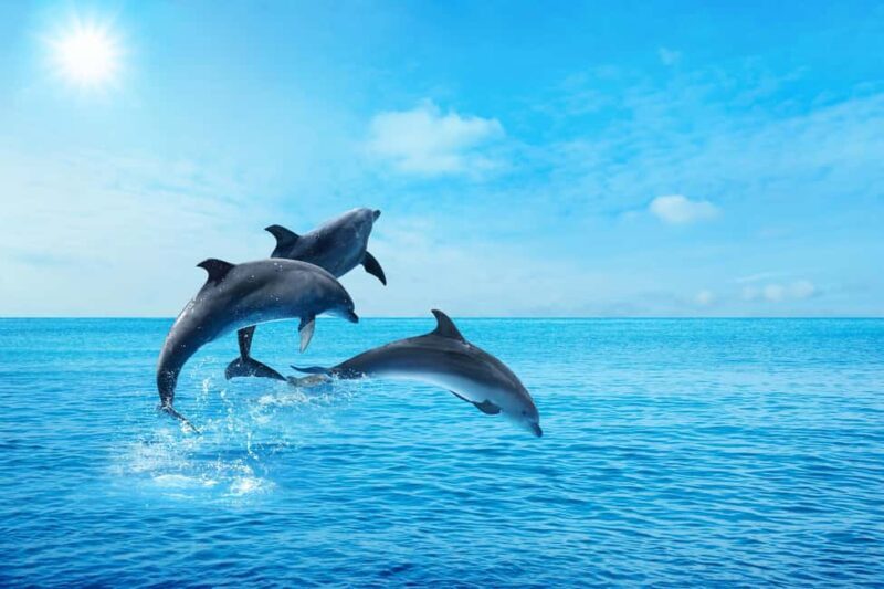 Hurghada: Dolphin & Coral Reef Snorkeling Tour with Lunch - FAQ