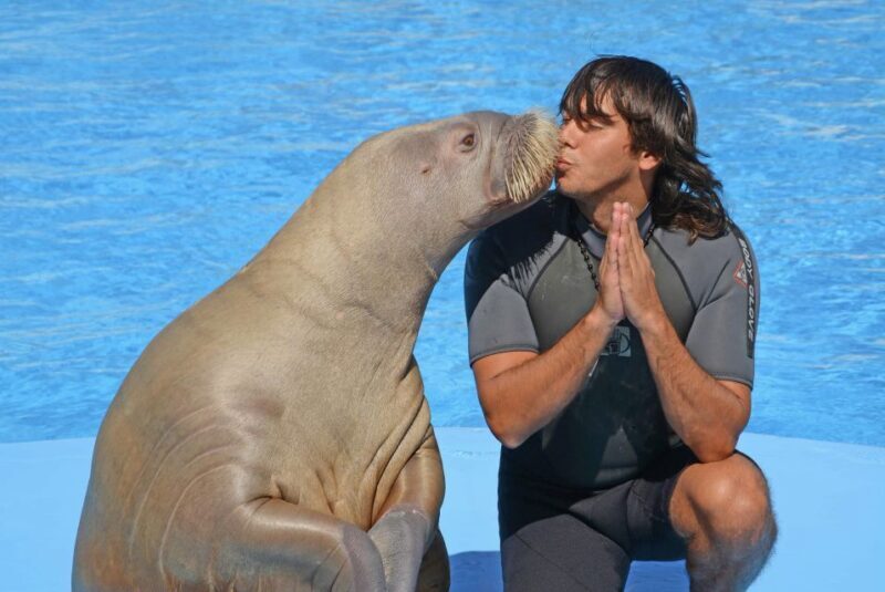 Hurghada: Dolphin World Show with Walruses and Pickup - Key Points