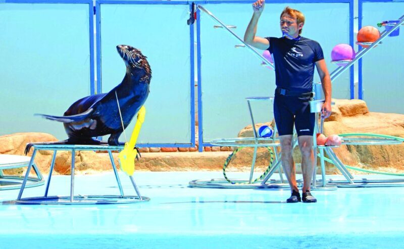 Hurghada: Dolphin World Show with Walruses and Pickup - An Authentic Marine Animal Show in Hurghada