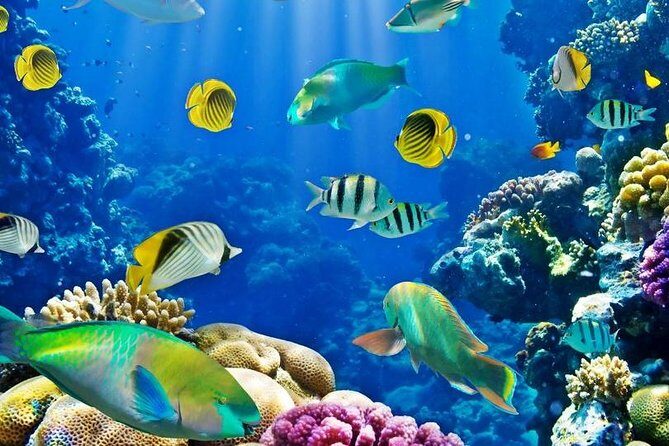 Hurghada: Full-Day Diving Tour with Lunch & Two Dive Sites - Exploring the Itinerary and What You Can Expect