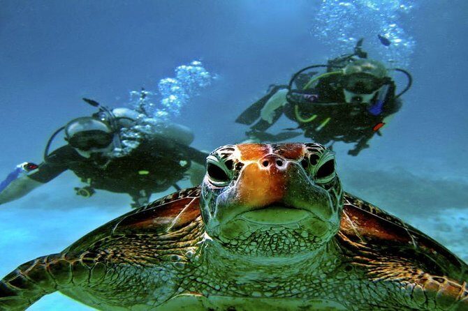 Hurghada: Full-Day Diving Tour with Lunch & Two Dive Sites - Who Should Consider This Tour?