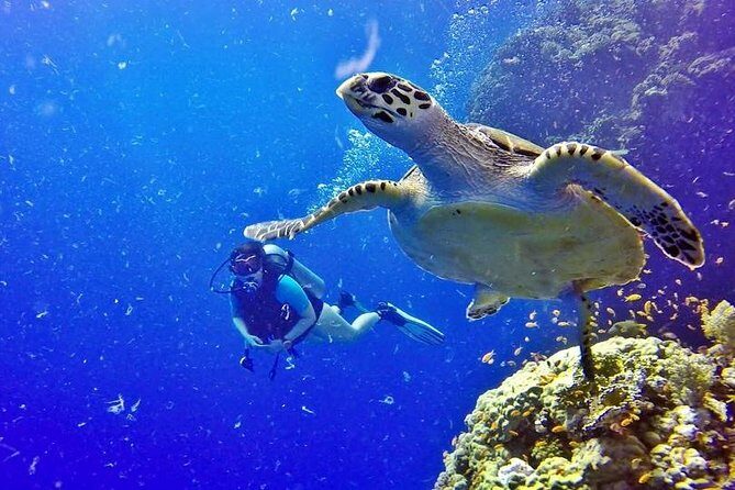 Hurghada: Full-Day Diving Tour with Lunch & Two Dive Sites - The Sum Up