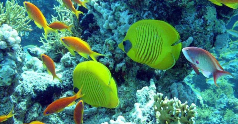 Hurghada: Full-Day Scuba Diving Tour with 2 Sites and Lunch - Key Points