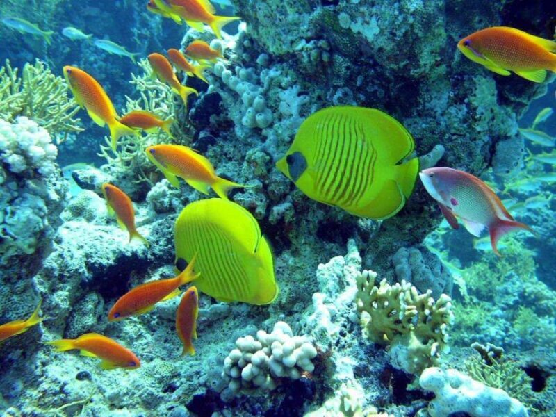 Hurghada: Full-Day Scuba Diving Tour with 2 Sites and Lunch - Why Consider This Tour?