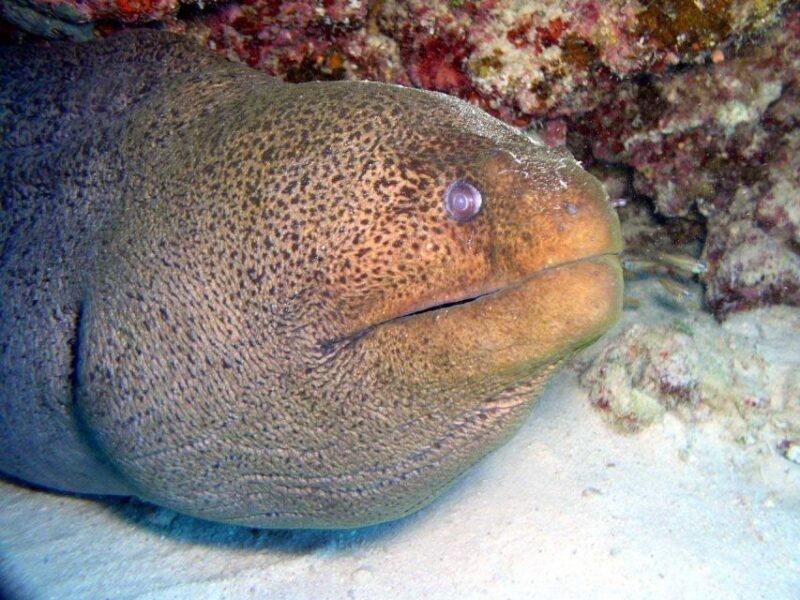 Hurghada: Full-Day Scuba Diving Tour with 2 Sites and Lunch - The Experience: What Sets It Apart