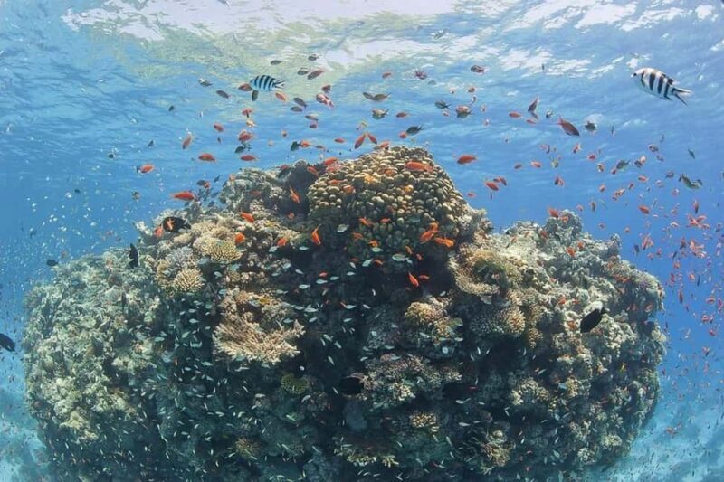 Hurghada: Full-Day Snorkeling Tour in Sharm El Naga w/Lunch - FAQ