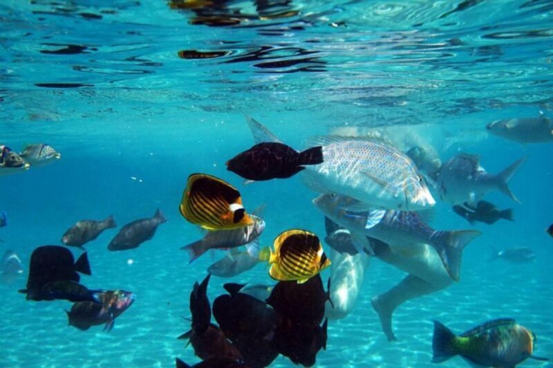 Hurghada: Luxury Private Yacht with Optional Lunch & Drinks - Key Points