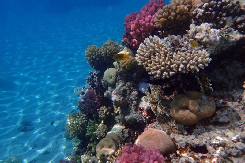 Hurghada: Luxury Private Yacht with Optional Lunch & Drinks - What Travelers Are Saying